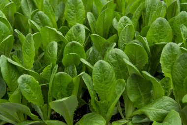 Yeşil hindiba fidan organik bahçecilik