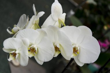 Orkide çiçek, tropik phalaenopsiis