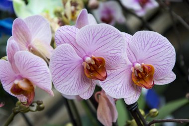 Orkide çiçek, tropik phalaenopsiis