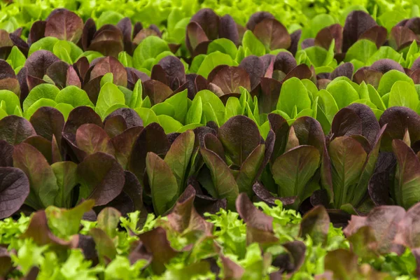 Green and red lettuce seedlings, spring cultivation — Stock Photo, Image