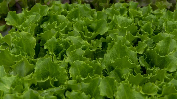 Green lettuce seedlings, spring cultivation