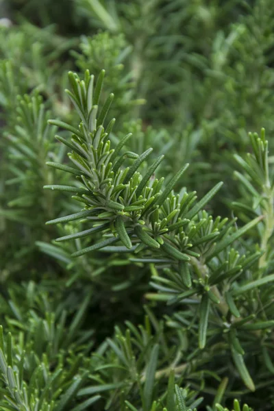 Rosemary erva saudável, jardinagem natural — Fotografia de Stock