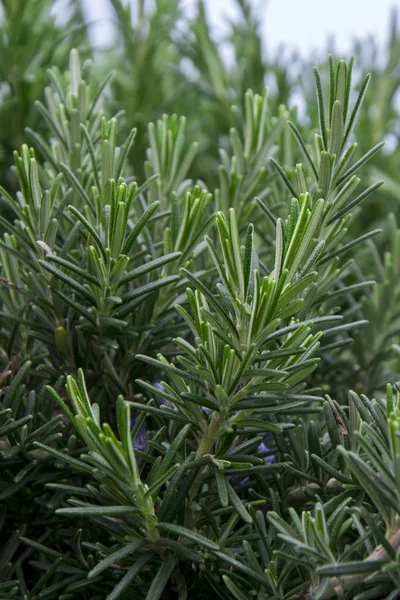 Rosemary erva saudável, jardinagem natural — Fotografia de Stock