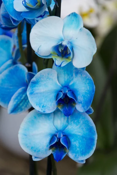 Orchideen-Blüte, tropische Phalaenopsiis — Stockfoto