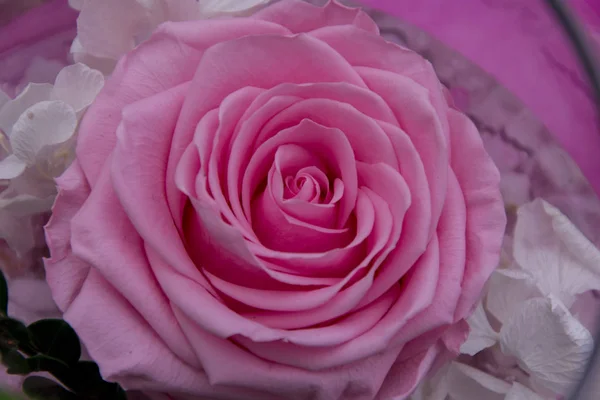 フラワーアレンジメント。ピンクのバラの花 — ストック写真