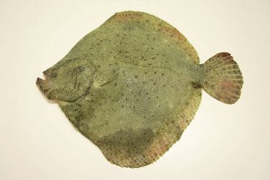 Taze kalkan balığı 