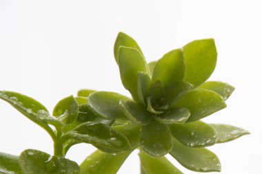 Dekoratif ev bitki ve çiçekler