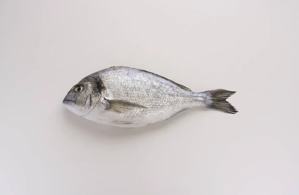 Dorado, esparso, peixe sargo, dieta mediterrânea — Fotografia de Stock