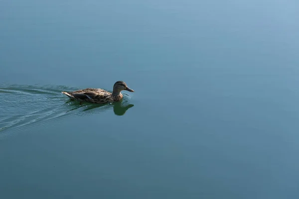 Mallard duck — Stock Photo, Image