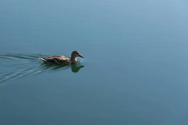 Mallard duck — Stockfoto