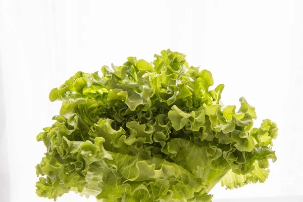 Lattuga, insalata verde fresca e sana — Foto Stock