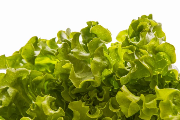 Lechuga, ensalada verde fresca y saludable — Foto de Stock