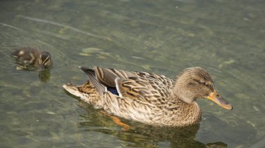 Yavrularla ördek anne