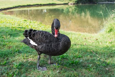 Siyah Kuğu (Cygnus)