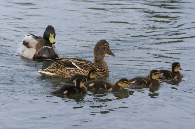 Yavrularla ördek anne