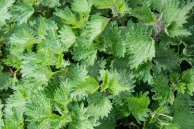 Isırgan (urtica) doğal tıbbi yeşil yabani bitki, sağlıklı onu