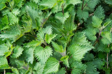 Isırgan (urtica) sağlıklı bitkisel