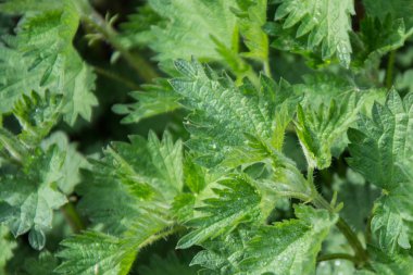 Isırgan (urtica) doğal tıbbi yabani bitki, sağlıklı bitkisel