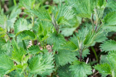 Isırgan (urtica) yabani bitki, sağlıklı bitkisel