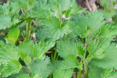 Isırgan (urtica) doğal sağlıklı bitkisel