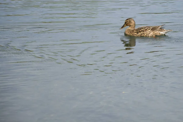 Female mallard duck — Zdjęcie stockowe