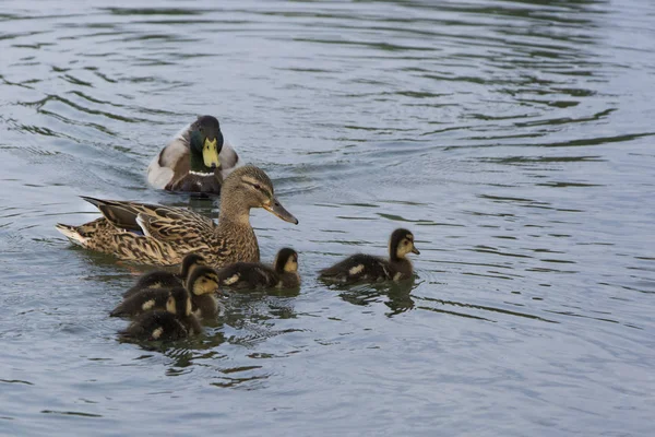 Duck mother with chicks — Stock Photo, Image