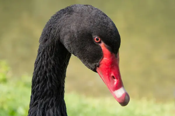 Svart svan porträtt — Stockfoto