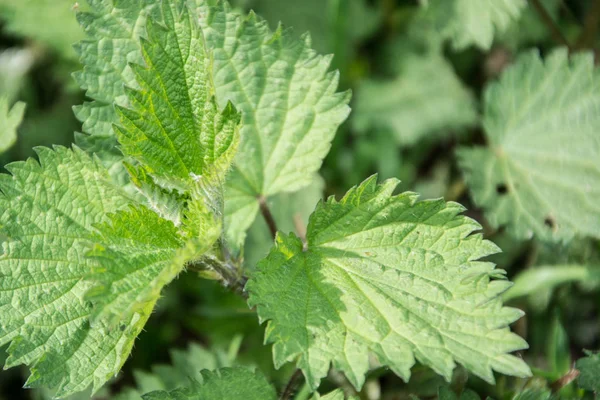 Ortigas (urtica) planta silvestre verde medicinal natural, saludable su —  Fotos de Stock