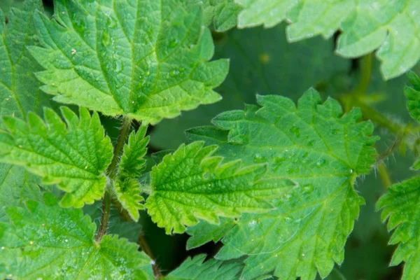 Nettles (Urtica) natuurlijke gezonde kruiden — Stockfoto