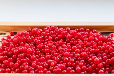 Doğal arka plan, üzümlü böğürtlen. Yaz, Temmuz. Yaz meyvesi. Kırmızı frenk üzümü arkaplanı. Taze kuşüzümü yığını. Soyut Gıda dokusu. Manzara harika. Böğürtlen bolluğu. Vitaminler