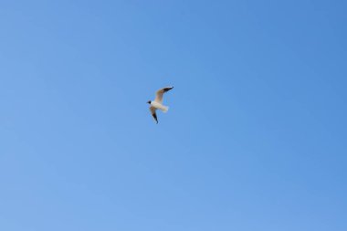 Mavi gökyüzünde süzülen bir martı. Bird yiyecek bir şeyler arıyor. Yeni bir yaz gününde bulutların üzerinde uçan kuş..