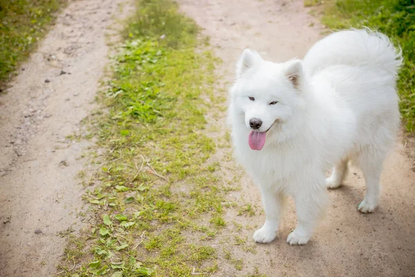 beautiful Samoyed dog.Funny Samoyed puppy dog top view in the garden on the green grass.Playful Pet Outdoors.Samoyed Dog Outdoor Portrait in Forest, Park