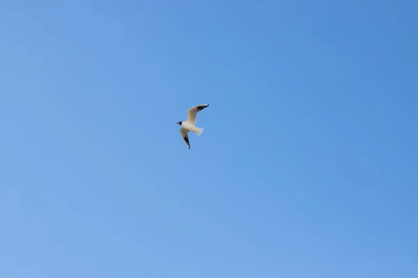 A seagull, soaring in the blue sky. Bird is looking for some food.Bird Flying above clouds on a fresh summers day. — Stock Photo, Image