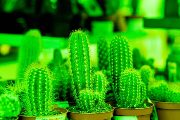 Cactus suculento jardim planta do deserto em greenhouse.Natural fundo de cacto. Conceito de design botânico na cor UFO Verde. cacto suculentas em um plantio. cacto mini especial espinhoso em mini — Fotografia de Stock