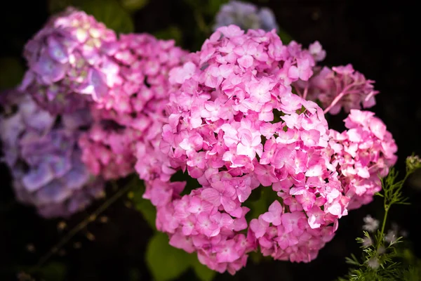 Ljusare upp saker. Rosa hortensia i full blom. Blommande blommor i sommarträdgården. Hydrangea blomma pÃ ¥solig dag. Blommande hortensia växt.sommar trädgård. Rosa hortensia i full blom. — Stockfoto