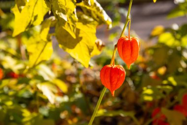Çin Fenerleri, Physalis alkekengi.Physalis Alkekengi Franchetii, mesane kirazı, Çin feneri, Japon feneri, çilek yer elması veya kış kirazı, popüler bir süs bitkisidir.