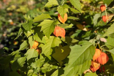 Çin Fenerleri, Physalis alkekengi.Physalis Alkekengi Franchetii, mesane kirazı, Çin feneri, Japon feneri, çilek yer elması veya kış kirazı, popüler bir süs bitkisidir.