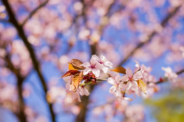 Våren blommar sakura körsbär blommor gren.Rosa körsbär plommon blommande träd. Plommonträd. Sakura blommar på våren. Vackra milda rosa blommor under solljus.körsbär blomma på blå himmel bakgrund — Stockfoto