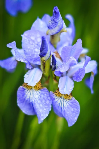 Morgondagg på blommande violetta iris i trädgården.Blå blomsterfiels. våren blommor bakgrund. Bilden representerar perfekt Iris blooming.Spring blommor. — Stockfoto