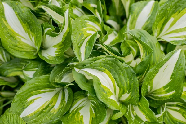 Sfondo verde naturale, astratto foglia verde ospita .the vista dall'alto. Concetto tropicale, sfondo verde. Ospite della pianta dopo la pioggia, gocce d'acqua su grandi foglie . — Foto Stock