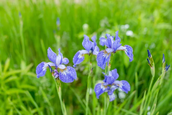 Violett och blå iris blommor närbild på grön trädgård bakgrund. Solig dag. Blommande iris färgglada blomma i grupp och en i taget i strålarna av den nedgående solen i det fria på sommaren — Stockfoto