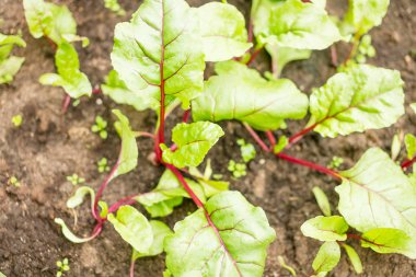 Bahçedeki bir yatakta pancar fideleri. Toprak pancarı kırmızı mor saplar. Bahçe yeşili yaprak. Çiftçiler çalışır. Bahar filizleri filizleniyor. Akşam vakti güneş ışığı. Tarım Tarım Tarım