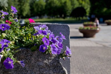 Şehir sokaklarında renkli petunya çiçekleri. Sokaklarda sallanan eski bir fidanlıkta çiçek açan beyaz Petunya. Çiçek düzenlemesi sokaklara renk getiriyor..