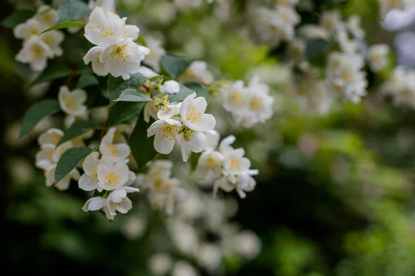 Fleur de jasmin poussant sur le buisson dans le jardin avec des rayons de soleil et bokeh.Spring fleurit dans le jardin jasmin bush.Tender fleurs de jasmin sur fond vert flou dans le parc en fleurs . — Photo