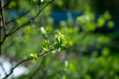 Kabarık tomurcuklu bir dal. Baharın başında. Seçici odaklan. Ağaç dalları kabarmaya hazır, baharı bekliyor. Kopyala boşluğu. İlk bahar nazikçe tomurcuklar ve dallar bırakır.
