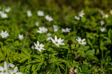 Bahar beyazı kar damlası. Şubat ayı hizmetçisi arka plan dokusunu kapatıyor. Squill, galanthus. Güzel kar damlaları, güneşli ormanda kabuklu çiçekler. Yumuşak kar damlaları ısınmanın habercileri...