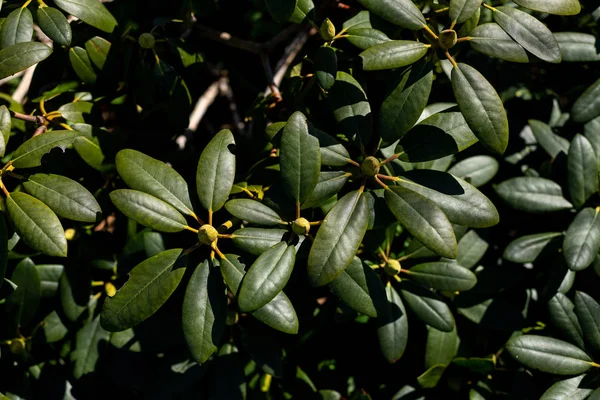 Rózsaszín Azálea a virágoskertben.Rhododendron rügy a kertben. Majdnem bezárt rododendron bimbók. Bud várja, hogy kivirágozzon a tavaszban.Bontatlan rododendron bimbók közelebb.Egy bokor azálea zöld levelek — Stock Fotó