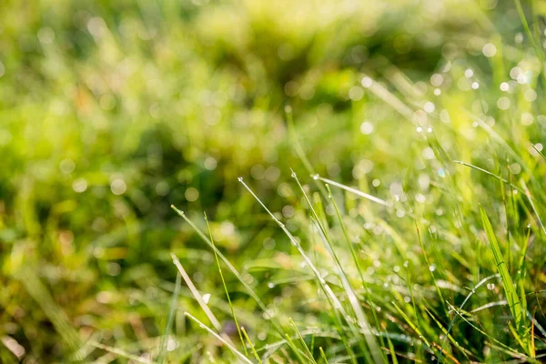 drops of dew on a green grass.Nature background. Fresh green grass with water drops on the background of sunlight beams. Soft focus.water drop shine.Bokeh Background.wet grass with dew on a blades.