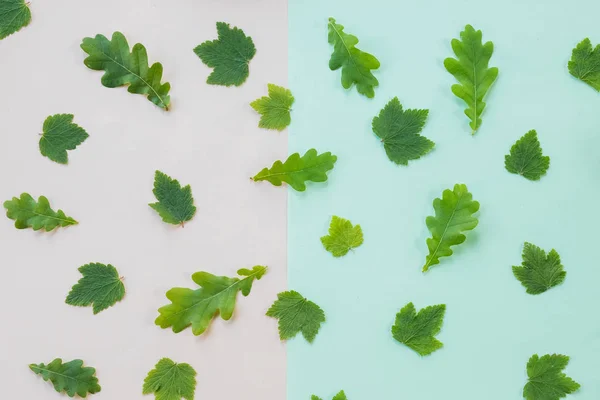 Muster mit Blättern, Eiche, Ahorn, Pastell Hintergrund, lag flach, die obere Ansicht. Sammlung von grünem Blatt. Kreatives Layout aus grünen Blättern. Naturkonzept — Stockfoto