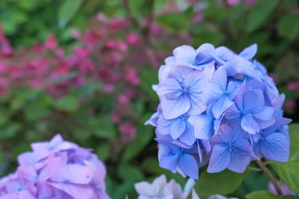 Hydrangea голубой цветок и зеленые листья с капельками после rain.hydrangea цветет голубыми цветами летом в цветок garden.japanese голубые цветы — стоковое фото